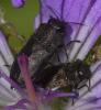 Anthaxia sp.